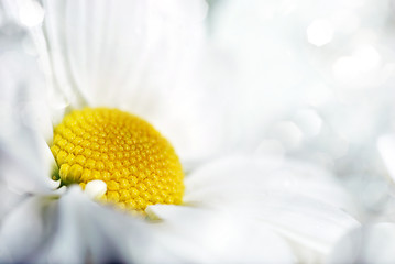 Image showing Closeup of white daisy