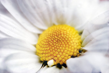 Image showing Closeup of white daisy