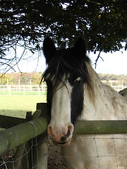 Image showing Shire Horse