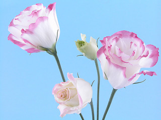 Image showing eustoma