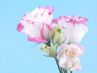 Image showing eustoma