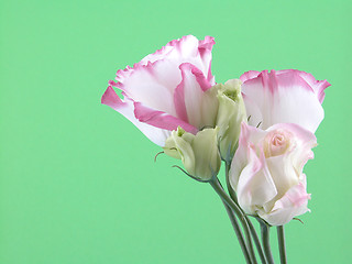 Image showing eustoma