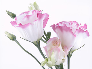 Image showing eustoma