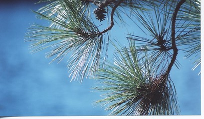 Image showing pine