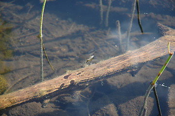 Image showing The stick in the lake