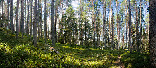 Image showing summer forest