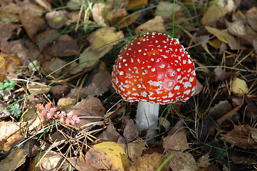 Image showing Mushroom