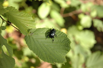 Image showing Climbing on a leaf