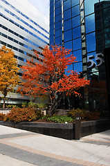 Image showing A marble tree in downtown Ottawa.