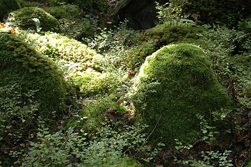 Image showing Goblin forrest