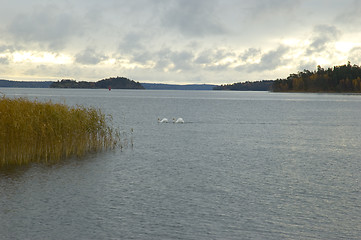 Image showing Swans in love