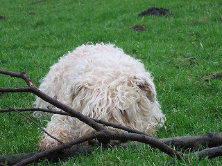 Image showing Irish Softcoated Wheaten Terrier