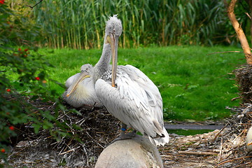 Image showing Two herons