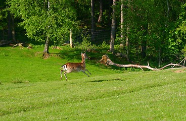 Image showing fleeing deer