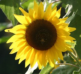 Image showing Sunflower in backlight