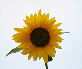 Image showing Isolated Sunflower