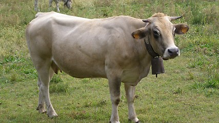 Image showing Cow cattle