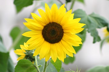 Image showing Sunflower