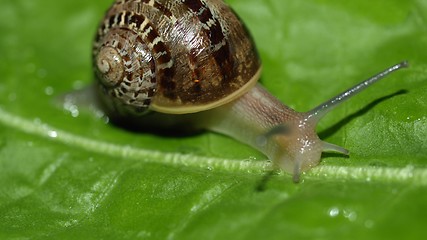 Image showing Snail slug on lettuce