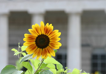 Image showing Sunflower in front of historical building