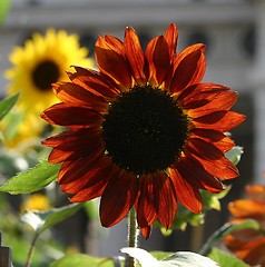 Image showing Backlight sunflowers