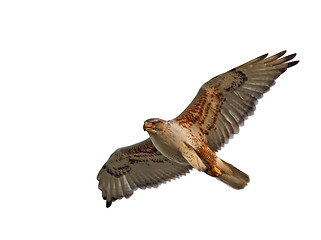 Image showing Ferruginous Hawk Isolated