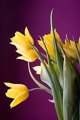 Image showing Yellow tulips