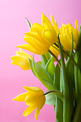 Image showing Yellow tulips on pink