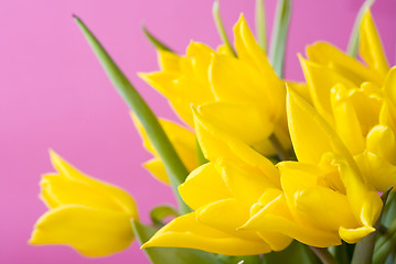 Image showing Yellow tulips on pink