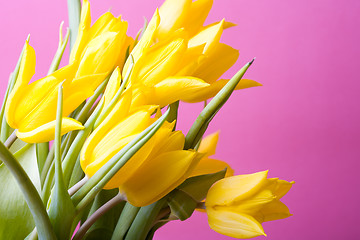 Image showing Yellow tulips on pink