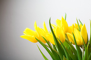 Image showing Yellow tulips