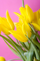 Image showing Yellow tulips