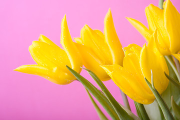 Image showing Yellow tulips