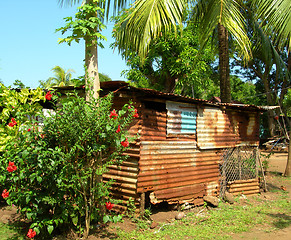 Image showing native house with flowers coconut tree in jungle corn island nic