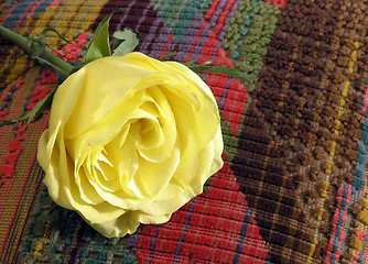 Image showing Pillow Rose