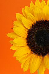 Image showing Sunflower closeup