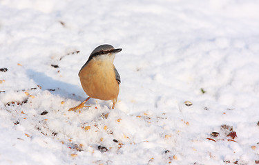 Image showing nuthatch