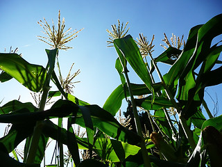 Image showing Corn Growing In A Field