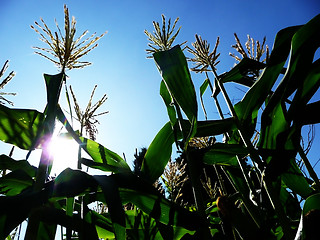 Image showing Corn Growing In A Field