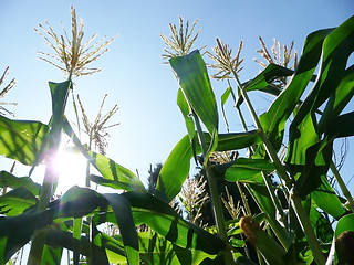 Image showing Corn Growing In A Field