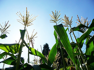 Image showing Corn Growing In A Field