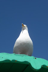 Image showing Seagull On Perch