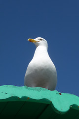 Image showing Seagull On Perch