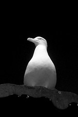 Image showing Seagull On Perch