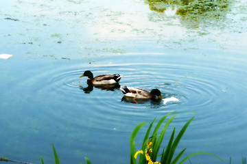 Image showing Ducks In Lake