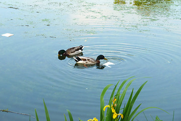 Image showing Ducks In Lake