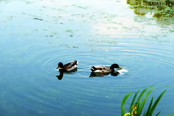 Image showing Ducks In Lake