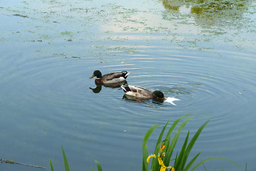 Image showing Ducks In Lake