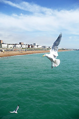 Image showing Brighton Seagulls Flying In The Air