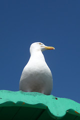 Image showing Seagull On Perch